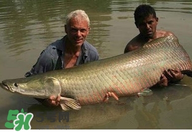 金錢鳘是什么魚？金錢鳘是淡水魚嗎？