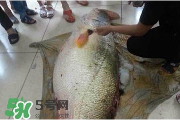 金錢鳘是什么魚？金錢鳘是淡水魚嗎？