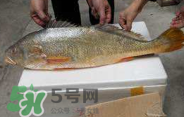 孕婦能吃金錢鱉嗎？懷孕期間能不能吃金錢鱉？