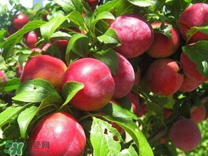 ?油桃是發(fā)物嗎？?油桃是不是發(fā)物？