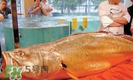 孕婦能吃金錢鱉嗎？懷孕期間能不能吃金錢鱉？