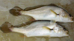 小孩能吃黃唇魚嗎？小孩吃黃唇魚好嗎？