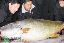 寶寶能吃金錢鳘嗎？金錢鳘寶寶吃了好嗎？