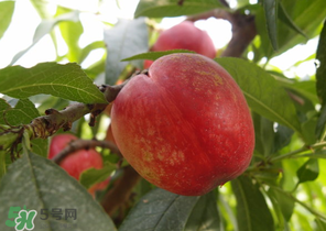 油桃和牛奶能一起吃嗎？喝完牛奶能吃油桃嗎？