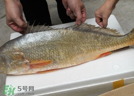 黃唇魚(yú)是不是黃花魚(yú)？黃唇魚(yú)和黃花魚(yú)的區(qū)別