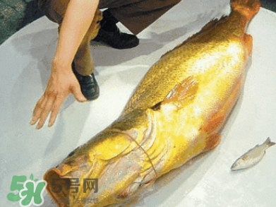 黃唇魚為什么不能養(yǎng)殖？ 黃唇魚淡水能養(yǎng)殖嗎