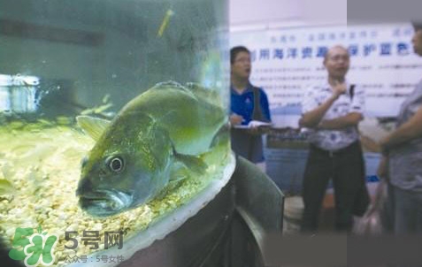 金錢鳘是哪里原產(chǎn)的？金錢鳘的產(chǎn)地在哪里