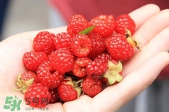 覆盆子哪里有賣？覆盆子多少錢一斤？
