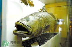 黃唇魚魚鰾真的那么神？黃唇魚魚鰾真實藥用價值