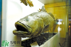 金錢鳘是什么魚？金錢鳘是淡水魚嗎？