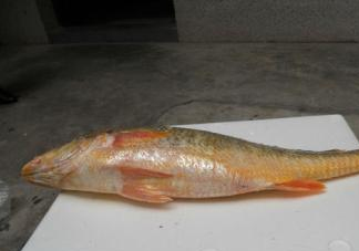 黃唇魚是海魚嗎？黃唇魚是海鮮嗎