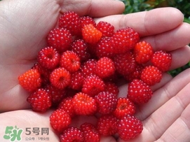 覆盆子是野草莓嗎？覆盆子是桑椹嗎？