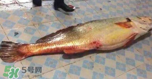 金錢鳘是什么？金錢鳘怎么讀？