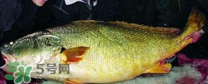 金錢(qián)鳘魚(yú)膠一斤多少錢(qián)？金錢(qián)鳘魚(yú)膠價(jià)格