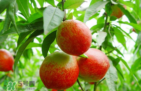 油桃可以榨汁嗎？油桃怎么榨汁？
