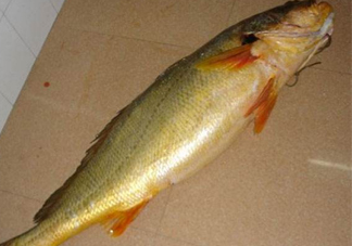 怎么鑒別金錢鳘魚膠？金錢鳘魚膠如何分辨真?zhèn)?><p><strong>怎么鑒別金錢鳘魚膠？金錢鳘魚膠如何分辨真?zhèn)?/strong></p></a></li> <li><a href=