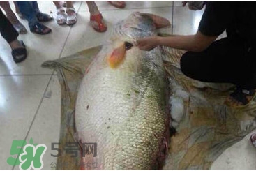 黃唇魚為什么貴？黃唇魚有什么藥用價值？