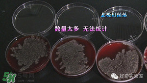 三文魚有刺嗎？三文魚的刺怎么處理