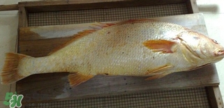 黃唇魚怎么做？黃唇魚怎么保存
