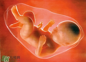 人造子宮能生孩子嗎？人造子宮成功案例