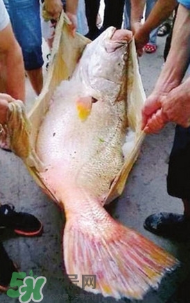黃唇魚怎么養(yǎng)殖？黃唇魚養(yǎng)殖環(huán)境