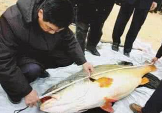 金錢鳘有什么用？金錢鳘有什么作用