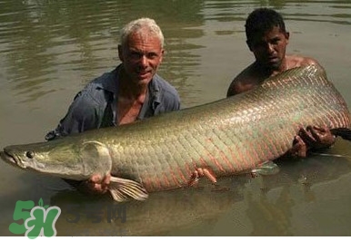 黃唇魚為什么貴？黃唇魚有什么藥用價值？