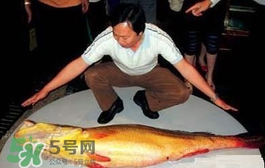 黃唇魚為什么那么有價值？黃唇魚的價值