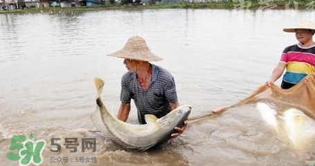 金錢鳘是哪里原產(chǎn)的？金錢鳘的產(chǎn)地在哪里