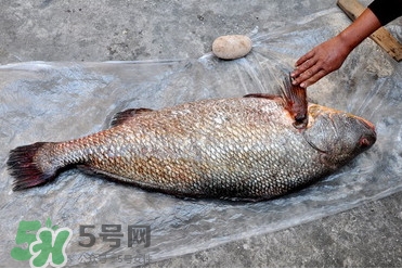 黃唇魚(yú)是不是黃花魚(yú)？黃唇魚(yú)和黃花魚(yú)的區(qū)別