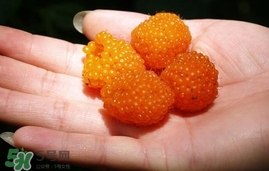 空心泡能吃嗎？空心泡與樹莓的差別