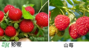 山莓有毒嗎？山莓和蛇莓的區(qū)別