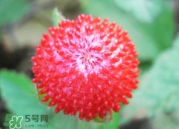 蛇莓是蛇吃的嗎？蛇莓為什么叫蛇莓？
