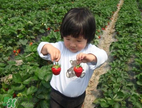 5月份能摘草莓嗎？五月份還有草莓摘嗎？