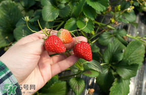 5月份能摘草莓嗎？五月份還有草莓摘嗎？
