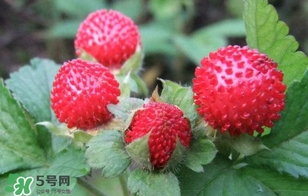 蛇莓收購多少一公斤？蛇莓價(jià)格