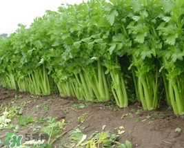 五月份可以種芹菜嗎？芹菜適合什么時候播種？