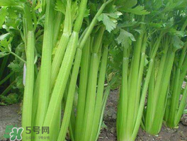 五月份可以種芹菜嗎？芹菜適合什么時候播種？