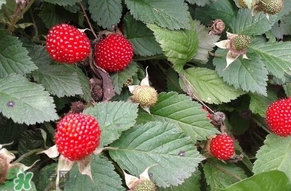 野草莓能吃嗎？野草莓圖片