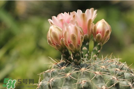 五月份種什么花？5月份適合種什么花？