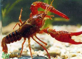 什么時(shí)候釣龍蝦最好？龍蝦幾月份能釣？