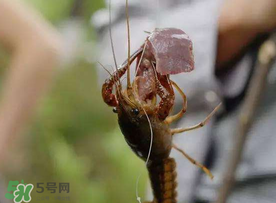 什么時(shí)候釣龍蝦最好？龍蝦幾月份能釣？