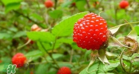 野草莓可以吃嗎？野草莓能不能吃
