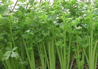 五月份可以種芹菜嗎？芹菜適合什么時候播種？