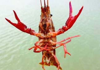 什么時(shí)候釣龍蝦最好？龍蝦幾月份能釣？