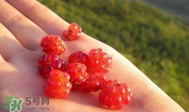 山莓是什么？山莓是水果嗎？