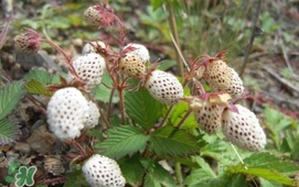 野草莓能吃嗎？野草莓圖片