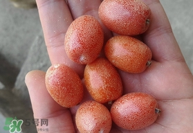 羊奶果可以連皮吃嗎？羊奶果的皮可以吃嗎