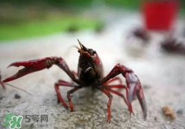 小龍蝦什么時(shí)候最好釣？什么時(shí)候可以釣小龍蝦？