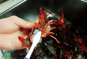 野生小龍蝦什么時(shí)候有？野生小龍蝦幾月份有？